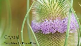  Presentation with nature purple - Cool new slide deck with teasel bud with purple flowers in nature backdrop and a gold colored foreground