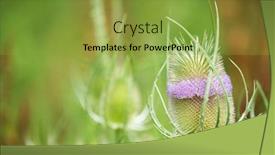  Presentation with nature purple - Amazing theme having teasel bud with purple flowers in nature backdrop and a yellow colored foreground