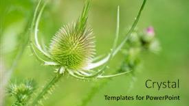  Presentation with bud - Cool new slides with teasel bud without flowers in nature backdrop and a seafoam green colored foreground