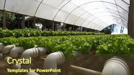  Presentation with vegetables - Amazing presentation design having technology aquaculture - hydroponic cultivation of vegetables backdrop and a tawny brown colored foreground