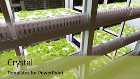  Presentation with hydroponic farm - Presentation theme enhanced with technology aquaculture - organic hydroponic vegetable cultivation farm background and a  colored foreground