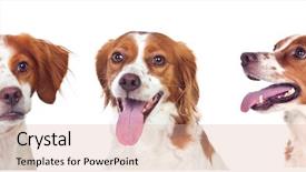  Presentation with dog park dogs plays - Presentation theme featuring ted - three beautiful dogs isolated background and a  colored foreground