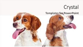  Presentation with dog park dogs plays - Beautiful presentation theme featuring ted - two beautiful dogs isolated backdrop and a  colored foreground