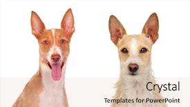  Presentation with dogs - Colorful slide set enhanced with ted - two beautiful dogs isolated backdrop and a lemonade colored foreground