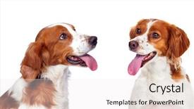  Presentation with sad dog abandoned dogs - Slide set having ted - two beautiful dogs isolated background and a  colored foreground