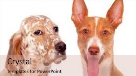  Presentation with dogs - Cool new presentation design with ted - two beautiful dogs isolated backdrop and a  colored foreground