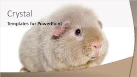  Presentation with guinea pig - Presentation design consisting of teddy-guinea-pig-against-white background and a light gray colored foreground