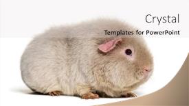  Presentation with guinea pig - Colorful presentation design enhanced with teddy-guinea-pig-against-white backdrop and a light gray colored foreground