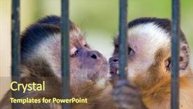  Presentation with monkey - PPT theme featuring teen jail - monkey species cebus apella behind background and a tawny brown colored foreground