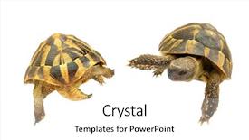  Presentation with ninja - Amazing presentation theme having teenage mutant ninja turtles backdrop and a white colored foreground