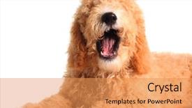  Presentation with doodle - Colorful slide deck enhanced with dog teeth - golden doodle with it's mouth backdrop and a yellow colored foreground