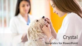  Presentation with sick dog - Amazing slide set having young beautiful veterinarian checking teeth backdrop and a soft green colored foreground