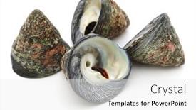  Presentation with sea shell - Cool new theme with tegula-pfeifferi-is-a-species backdrop and a white colored foreground