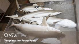  Presentation with shark fin - Slide deck featuring tekka-seafood-market-singapore background and a gray colored foreground