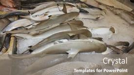  Presentation with shark fin - PPT layouts enhanced with tekka-seafood-market-singapore background and a gray colored foreground
