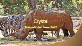  Presentation with zoo - Beautiful slide set featuring classic lasagna with bolognese sauce on wooden table backdrop and a tawny brown colored foreground