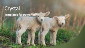  Presentation with pasture - Colorful slide set enhanced with tele - cute young lambs on pasture backdrop and a gray colored foreground