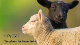  Presentation with different - PPT layouts having tele - portrait of cute different black background and a yellow colored foreground