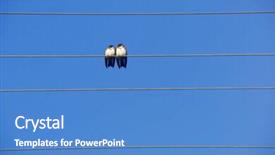  Presentation with electric wires - Cool new slide set with telegraph - couple of swallows hirundo rustica backdrop and a  colored foreground