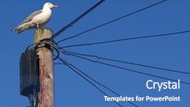  Presentation with seagull - Colorful presentation theme enhanced with telegraph - seagull looking over lots backdrop and a ocean colored foreground