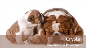 Presentation with english bulldog - Amazing presentation design having telling secrets - english bulldog puppy backdrop and a tawny brown colored foreground