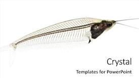  Presentation with catfish - Slides consisting of tema gravedad - glass catfish - krypthopterus biccirhis background and a white colored foreground