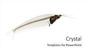  Presentation with catfish - Colorful slides enhanced with tema gravedad - glass catfish - krypthopterus biccirhis backdrop and a white colored foreground