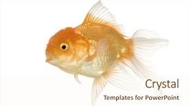  Presentation with goldfish jumping out - PPT theme enhanced with tema gravedad - goldfish - carassius auratus auratus background and a cream colored foreground