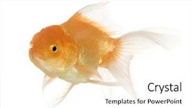  Presentation with goldfish - Amazing slides having tema gravedad - goldfish - carassius auratus auratus backdrop and a white colored foreground
