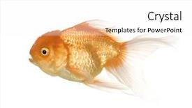  Presentation with goldfish - Theme consisting of tema gravedad - goldfish - carassius auratus auratus background and a white colored foreground