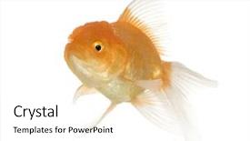  Presentation with goldfish - Beautiful PPT theme featuring tema gravedad - goldfish - carassius auratus auratus backdrop and a white colored foreground