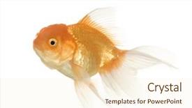  Presentation with goldfish - Slides with tema gravedad - goldfish - carassius auratus auratus background and a cream colored foreground