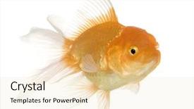  Presentation with animal pets on white - Colorful theme enhanced with tema gravedad - goldfish - carassius auratus auratus backdrop and a lemonade colored foreground
