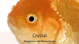  Presentation with goldfish - PPT theme having tema gravedad - goldfish - carassius auratus auratus background and a yellow colored foreground