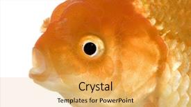  Presentation with goldfish - Amazing theme having tema gravedad - goldfish - carassius auratus auratus backdrop and a yellow colored foreground