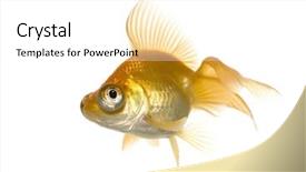  Presentation with goldfish - Beautiful presentation featuring tema gravedad - goldfish - carassius auratus auratus backdrop and a  colored foreground