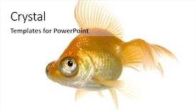  Presentation with goldfish - Presentation theme with tema gravedad - goldfish - carassius auratus auratus background and a  colored foreground