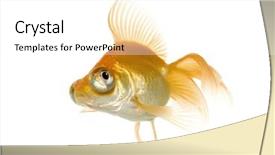  Presentation with goldfish - Colorful PPT theme enhanced with tema gravedad - goldfish - carassius auratus auratus backdrop and a  colored foreground