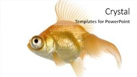  Presentation with goldfish - Presentation having tema gravedad - goldfish - carassius auratus auratus background and a  colored foreground