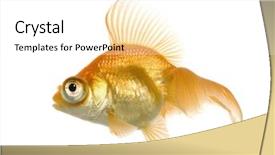  Presentation with goldfish - Audience pleasing presentation theme consisting of tema gravedad - goldfish - carassius auratus auratus backdrop and a  colored foreground