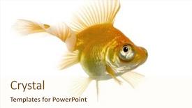 Presentation with goldfish - PPT theme featuring tema gravedad - goldfish - carassius auratus auratus background and a  colored foreground
