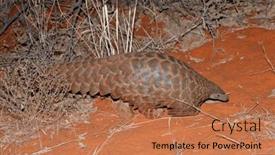  Presentation with old map south africa - Slide deck featuring temmincks-ground-pangolin-manis-temminckii background and a coral colored foreground