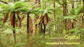  Presentation with rainforest - Colorful slide deck enhanced with temper - pathway through temperate rainforest te backdrop and a tawny brown colored foreground
