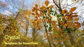  Presentation with fall season - Colorful slides enhanced with temperate forest at fall season backdrop and a tawny brown colored foreground