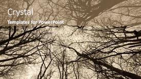  Presentation with oak forest - Cool new slides with temperate-oak-tree-forest backdrop and a  colored foreground