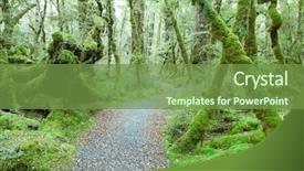  Presentation with new zealand - Amazing slides having temperate rain forest fiordland national backdrop and a seafoam green colored foreground
