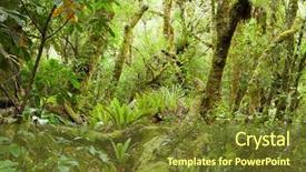  Presentation with new zealand - Cool new presentation theme with temperate rain forest te urewera backdrop and a tawny brown colored foreground