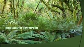  Presentation with rain forest walk way - Colorful presentation theme enhanced with temperate rain forest with fern backdrop and a tawny brown colored foreground