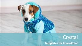  Presentation with clothing wooden clothes hanger object - Amazing PPT layouts having temperature - dog in winter clothes backdrop and a light blue colored foreground