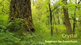  Presentation with rain - Beautiful presentation theme featuring temporate rain forest backdrop and a tawny brown colored foreground